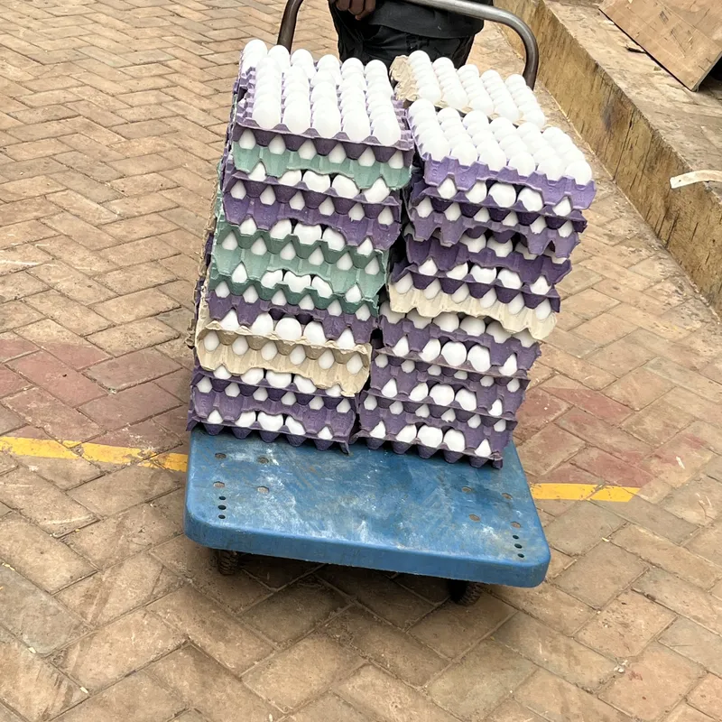Pullet Eggs — grade A, Pullet, 30 eggs per crate