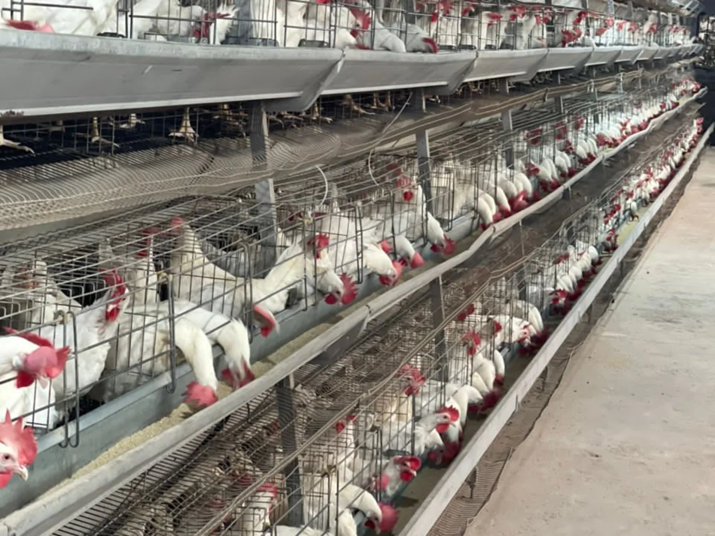 Rows of multi-tier battery cages filled with white laying hens, feed troughs running the length of each tier down a long aisle.