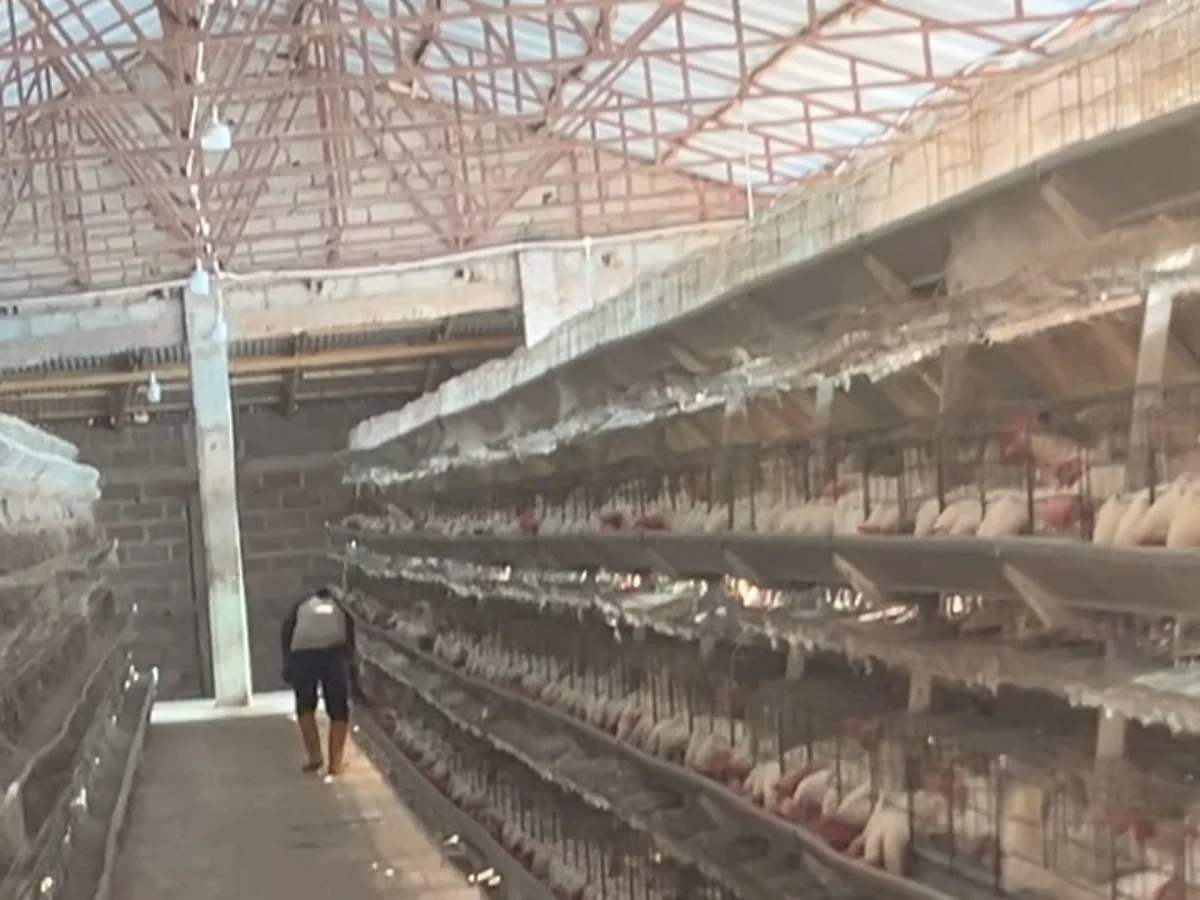 Clean, well-ventilated metal-roof warehouse structure with controlled airflow and natural lighting along the cage aisles.